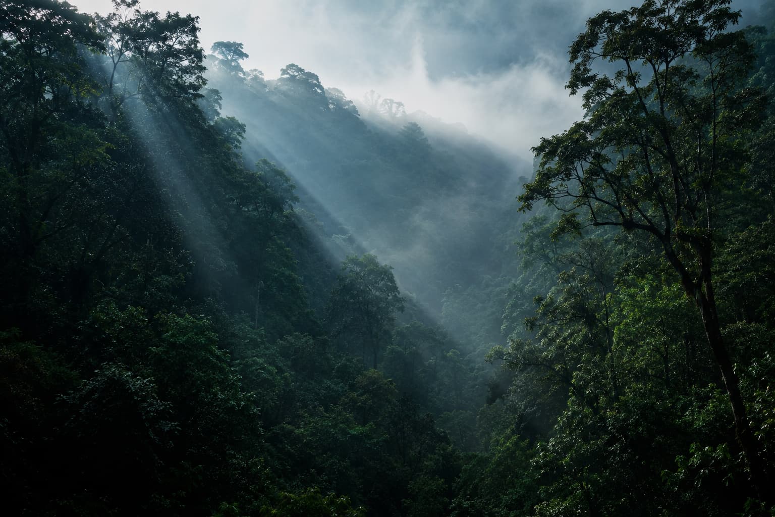 Odisha Forest