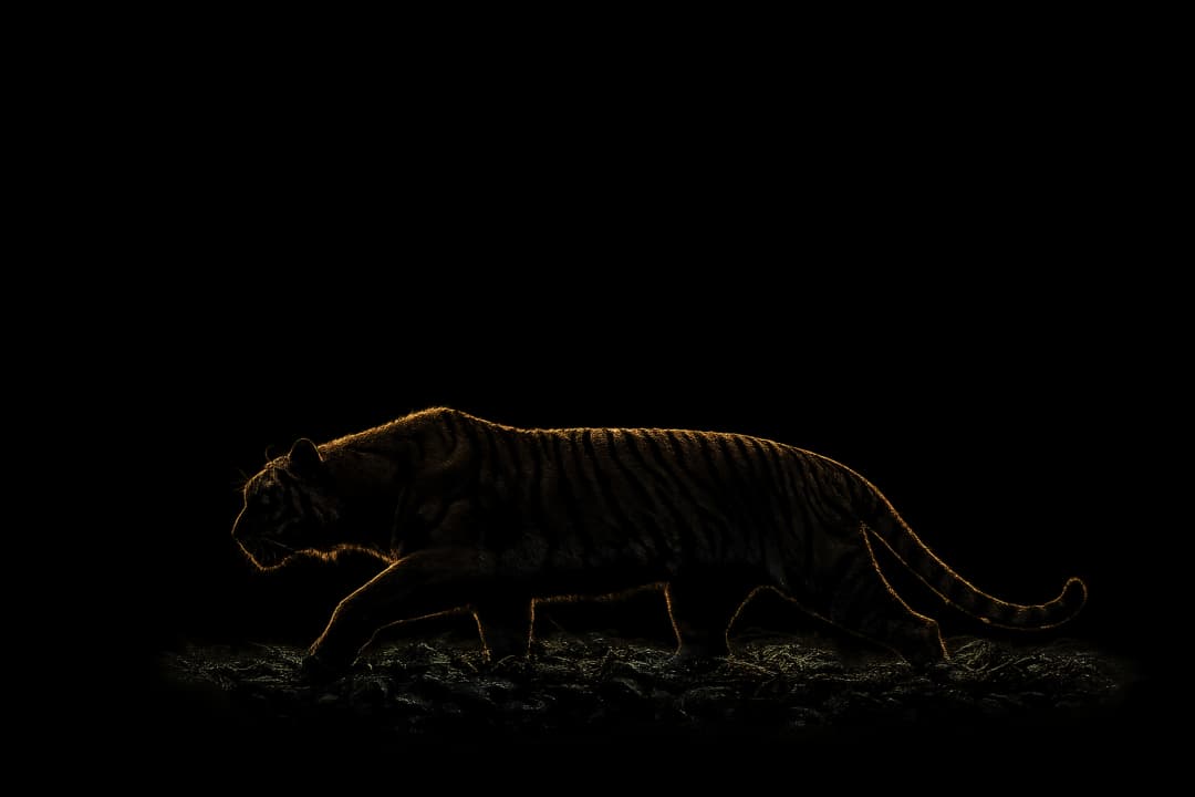 Tiger silhouette
